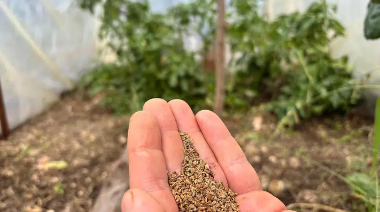 Tohumlar Trabzon'da yetişiyor Konyalılar yoğun talep gösteriyor