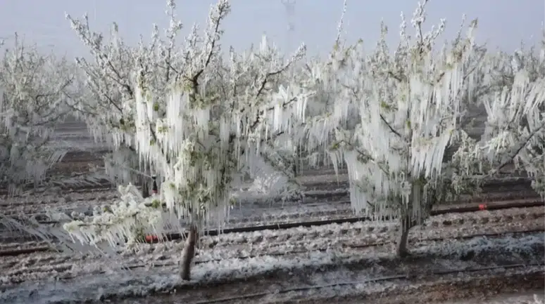 O çiftçilere müjde geldi: Zirai donun zararı için 13 milyarlık destek