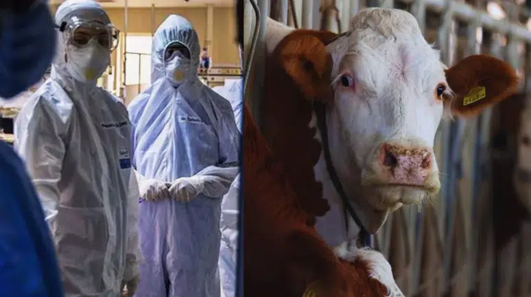 'Deli dana' yeniden Türkiye'de: Boğaz ağrısı, mide bulantısı baş dönmesi