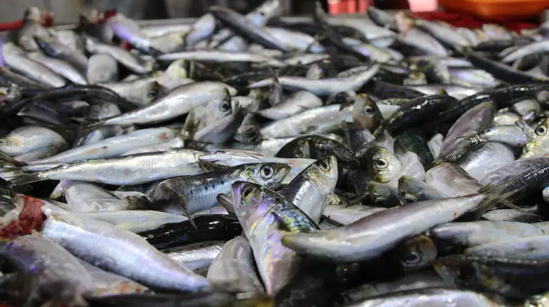 Deniz ürünlerinin altın çağı geldi: Ekim ayında hangi balık yenir?