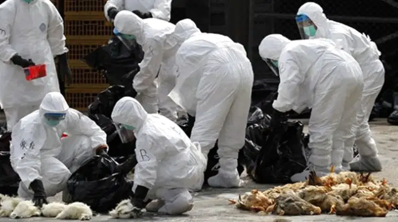 Kuş gribi alarmı: 2 milyondan fazla kümes hayvanı itlaf edildi