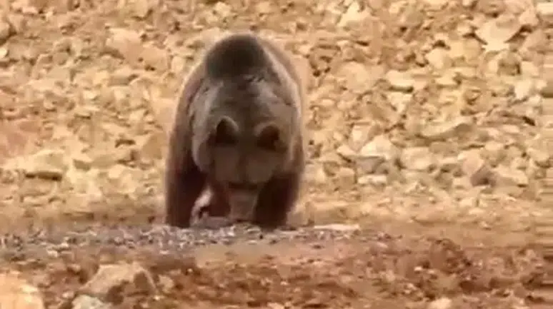 ''Ayı gel!'': Yol kenarındaki ayıya 'hamsi' ziyafeti