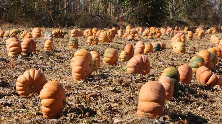 Konya’nın portakal renkli Muskatında hasat zamanı: Yüzler gülüyor