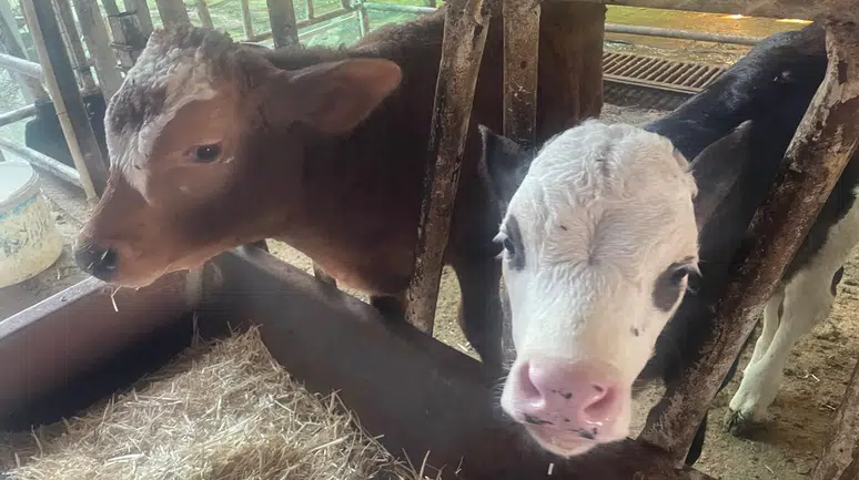 Korkutan veri: "Türkiye'de yıllık 400-500 bin buzağı ölümü oluyor"