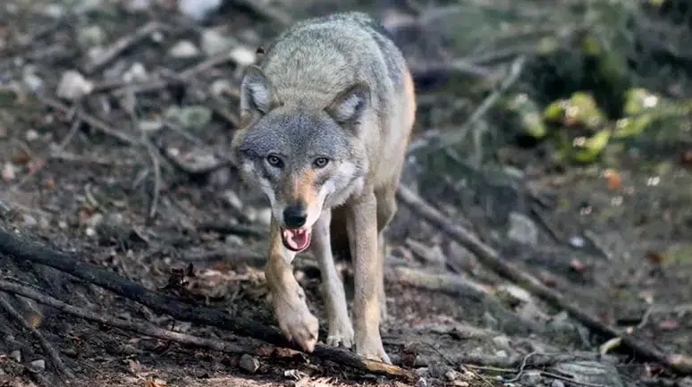 Konya'da bir ilçeyi kurtlar bastı: Sokaklarda yiyecek aradılar
