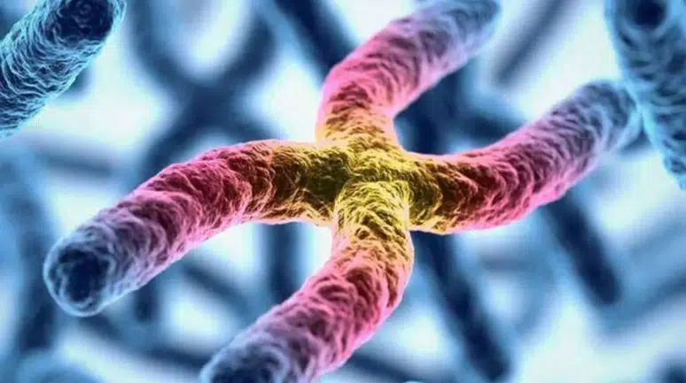 Erkeklik tehlikede: Erkek cinsiyetini belirleyen Y kromozomu yok oluyor