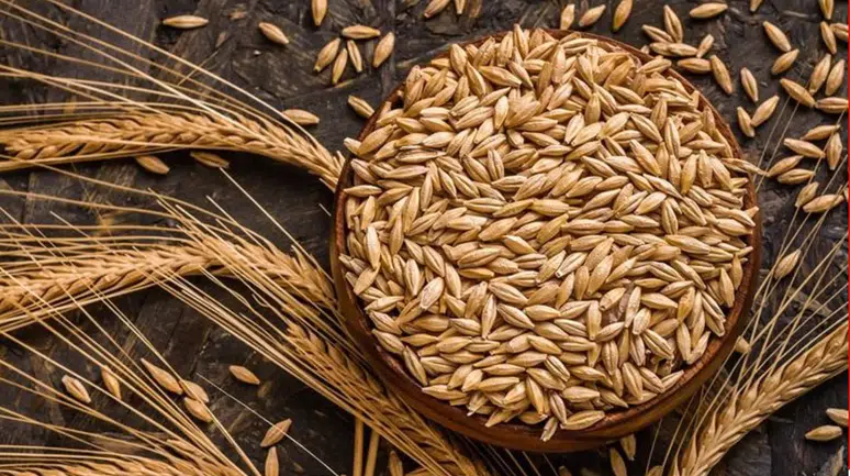 Kuraklık, Anadolu'daki çiftçileri arpa ekimine yöneltti