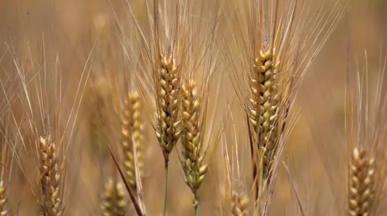 "Kuraklık" değişkeni devre dışı kaldı; buğdayda rekor geliyor
