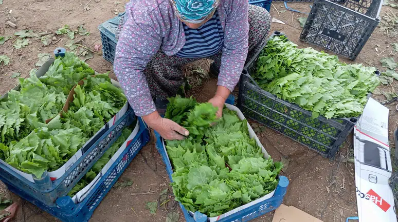 Konya'nın en gözde yemeği yapılıyor: Yeşil altında erken hasat