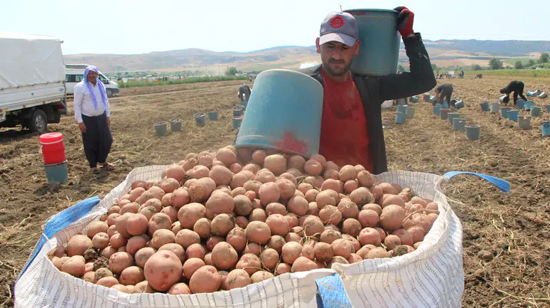 Kilosu 60 TL olan patatesin ateşini söndürecek hasat başladı