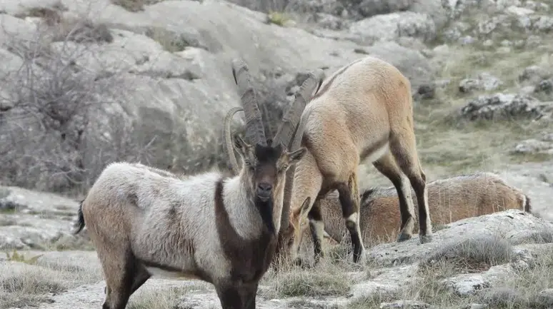 750 bin lirası olan bu yaban keçisi avlayabilecek: 'Vahşi' ihale