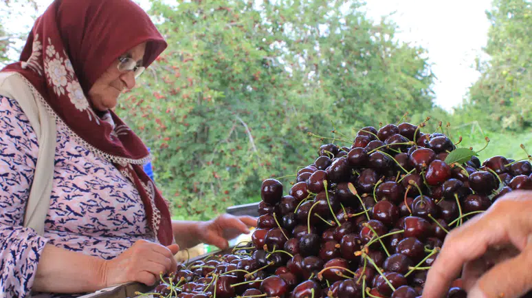 Konya'nın eşsiz aromatik kirazı ABD ve Avrupa'nın gözdesi