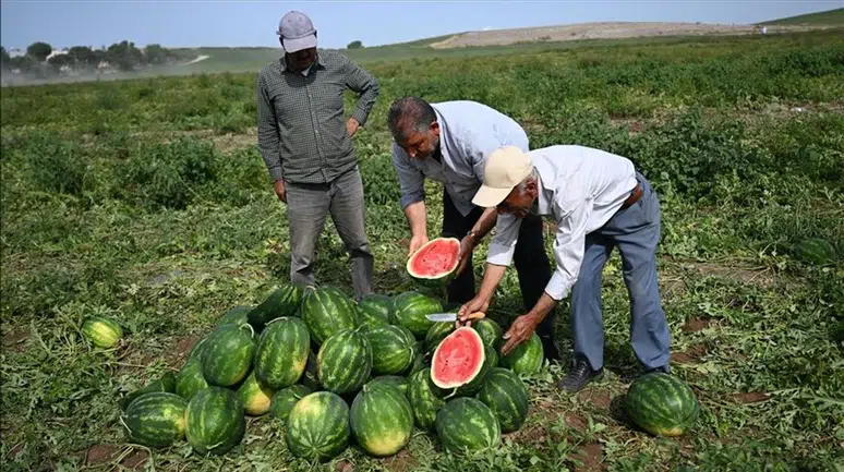 Arpa, karpuz ve mısır eken çiftçi 'yanacak': İşte risk grubundaki çiftçiler
