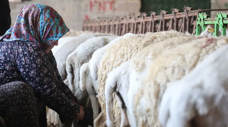 Konya'da koyun peynirinin lezzeti dağdan emeği kadından