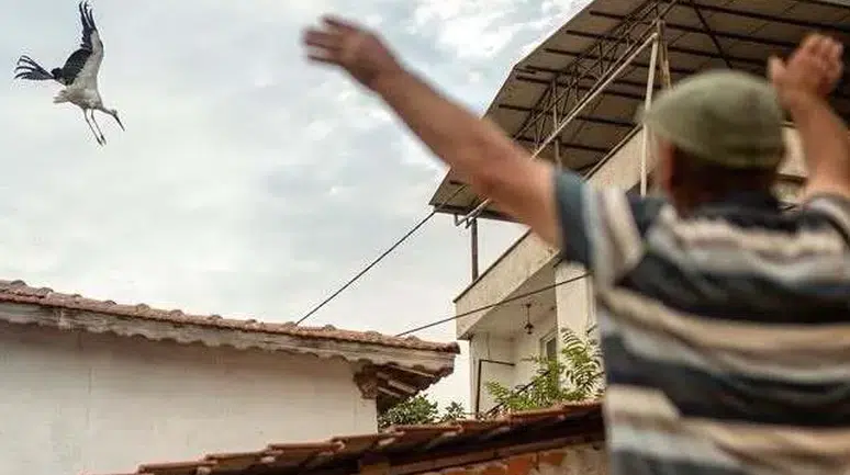Türkiye'nin yakından tanıdığı Yaren leylekten hüzünlü veda