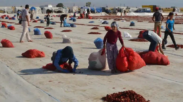 Konya üretiyor: 150 ülkeye 1 milyar 742 milyon dolarlık kuru gıda ihracı
