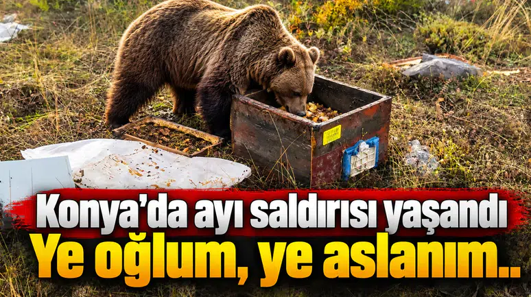 Konya'da ayı saldırısı yaşandı: Ye oğlum, ye aslanım..