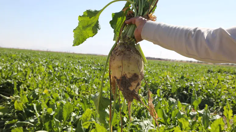 Konya Şeker duyurdu: Pancar ödemeleri hesaplara yatacak