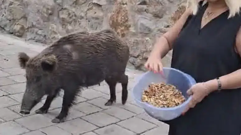 Ünlü sanatçı Safiye Soyman kapısına gelen domuzu elleriyle besledi