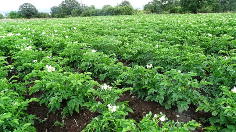 Çiftçilere 'Bitki Pasaportu' uyarısı geldi