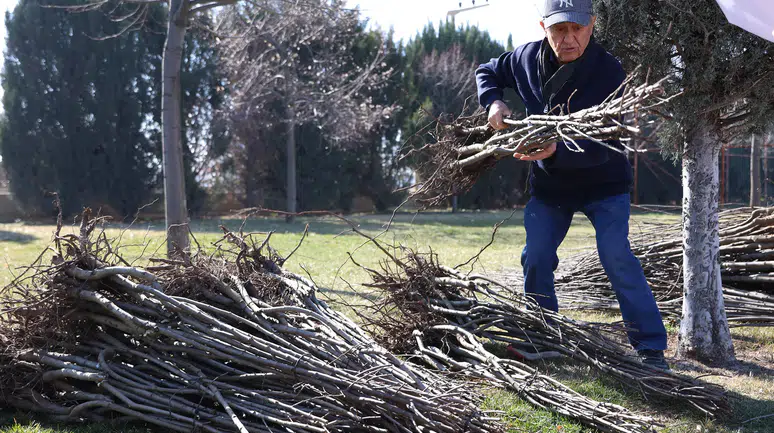 Konyalı çiftçilere Ayva, cennet hurması, kestane ve ceviz dağıtılacak