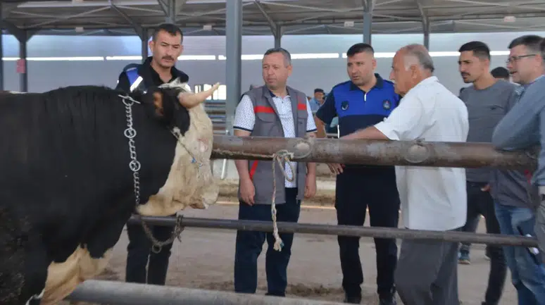 Kurbanın neresine bakılmalı: Uzmanından kurbanlık alacaklara uyarı