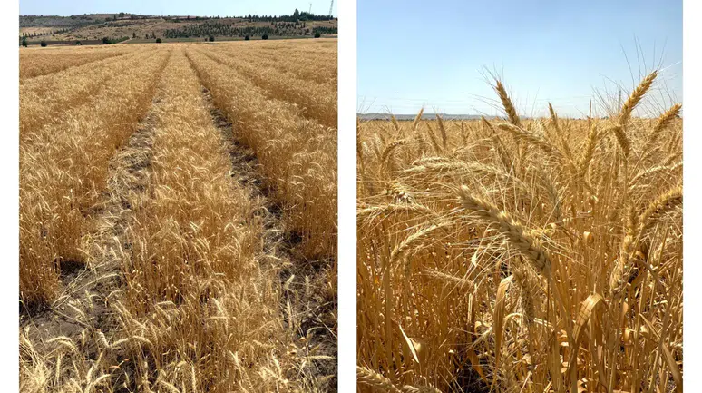 Çiftçileri umutlandıran gelişme: Yerli buğday çeşidi geliyor