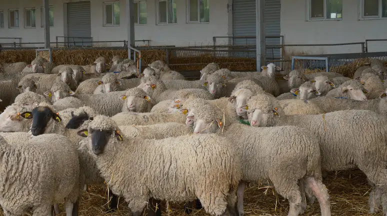 Kırmızı et açığını kapatacak çalışma: Koyunlara suni tohumlama yapılacak