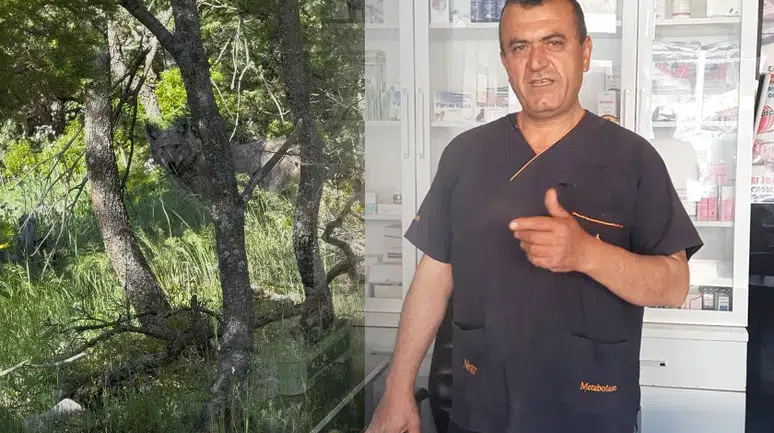 Konya'daki veterinerin kurtla konuşması viral oldu
