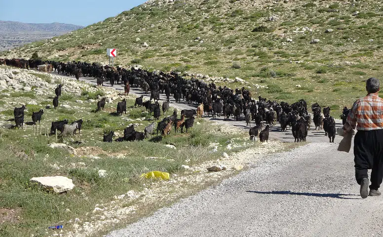 Konya'nın yaylalarında bahar başladı: Keçiler Mersin'den akın akın geliyor