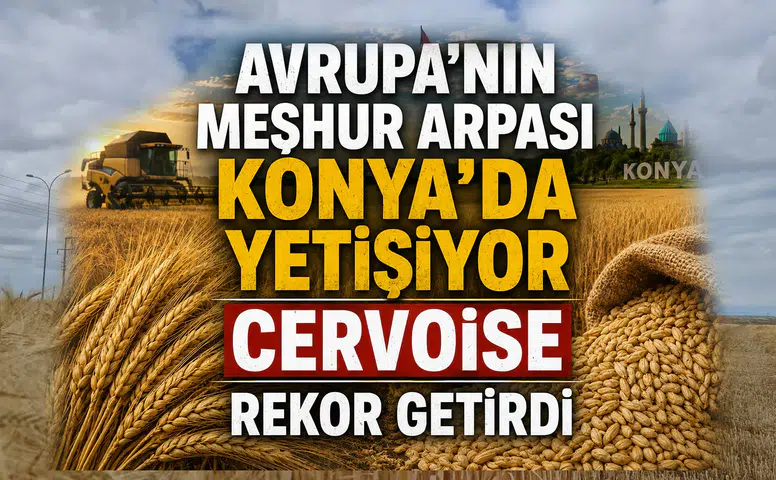 Avrupa’nın meşhur arpası Konya’da yetişiyor: Cervoise rekor getirdi