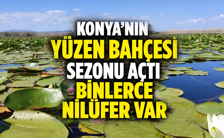 Konya'nın yüzen bahçesi çekim merkezi oldu: Nilüferler hayran bırakıyor
