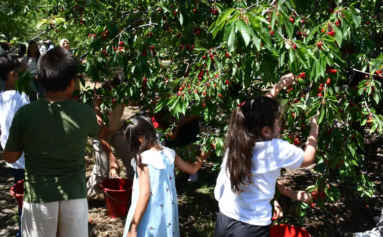 Nasreddin Hoca diyarında "Kiraz Hasat Şenliği" coşkusu yaşandı