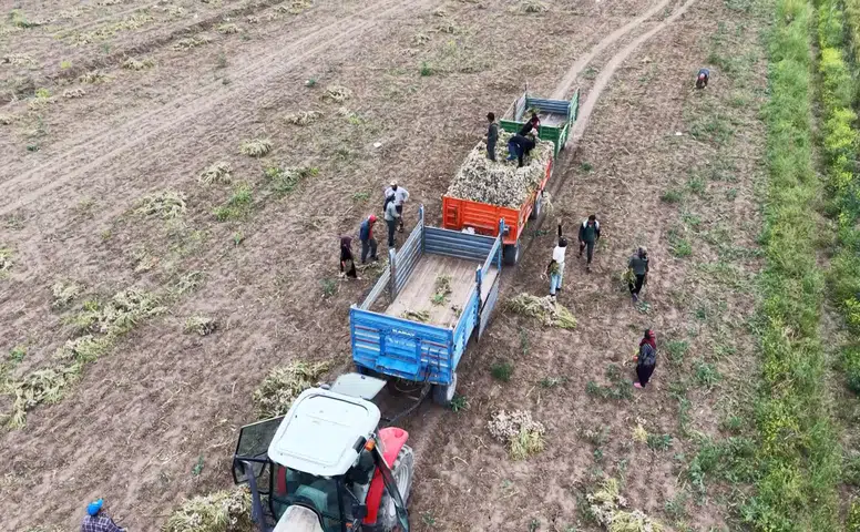 Başlık parası uğruna Konya'nın yanı başında gece gündüz çalışıyo