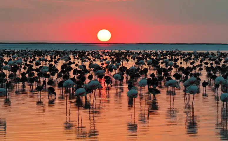 Bakan Kurum: 12 bin 800 yavru flamingo Tuz Gölü’nde yaşam buldu