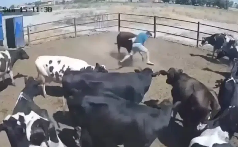 Konya'da boğanın saldırdığı besici büyük tehlike atlattı, o anlar kamerada