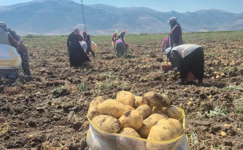 Patates fiyatlarını düşürecek hamle başladı: Hasat sürüyor