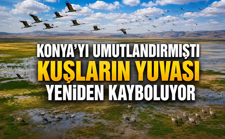 Konya'yı umutlandırmıştı: Kuşların yuvası yeniden kayboluyor
