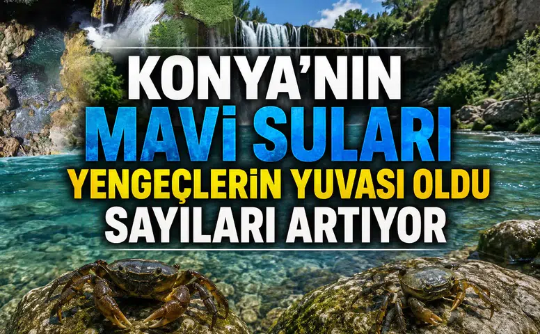 Konya’nın Mavi suları yengeçlerin yuvası oldu: Sayıları artıyor