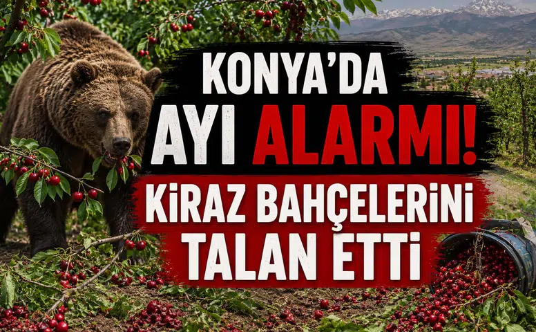 Konya’da ayı alarmı! Kiraz bahçelerini talan etti