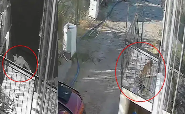 Konya'da hırsızlık şüphelisi bakın kim çıktı: Kedi, köpek sandılar