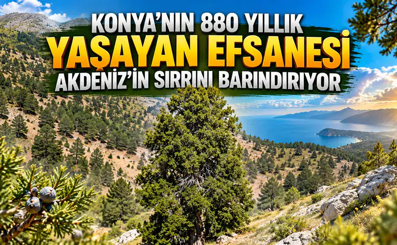 Konya’nın 880 yıllık yaşayan efsanesi: Akdeniz’in sırrını barındırıyor