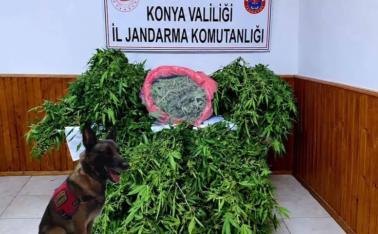 Konya'da depo görünümlü alana kenevir eken şüpheli yakalandı