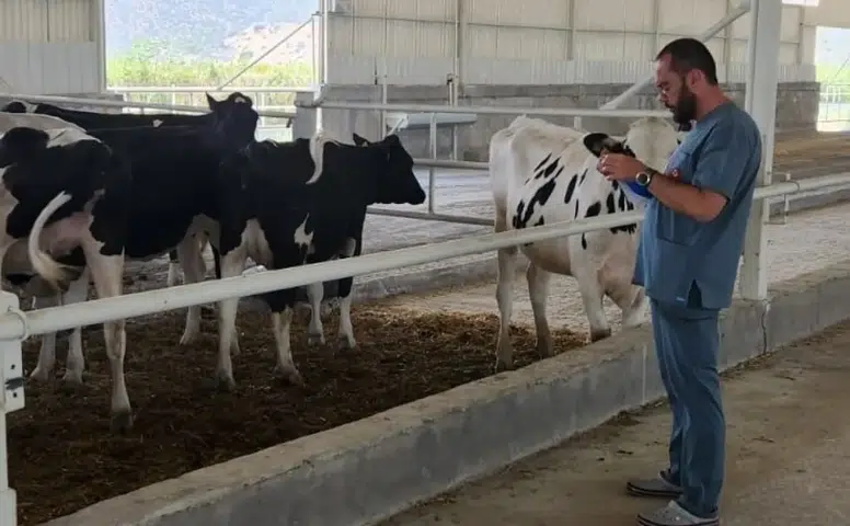 Konya ithal büyükbaş merkezi mi oldu: 2026’da 500 bin büyükbaş ithal edilecek