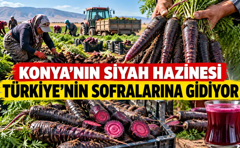 Konya'nın siyah hazinesi Türkiye'nin sofralarına gidiyor