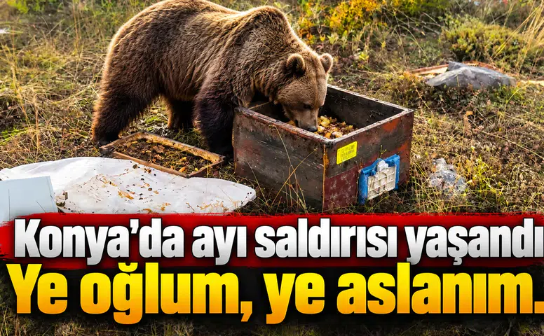 Konya'da ayı saldırısı yaşandı: Ye oğlum, ye aslanım..