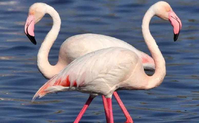 Konya'nın nazar boncuğu: Kuruma tehlikesi yaşanan Tuz Gölü yeniden canlandı