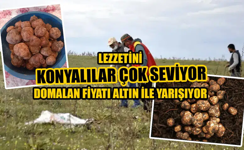 Lezzetini Konyalılar çok seviyor: Domalan fiyatı altın ile yarışıyor