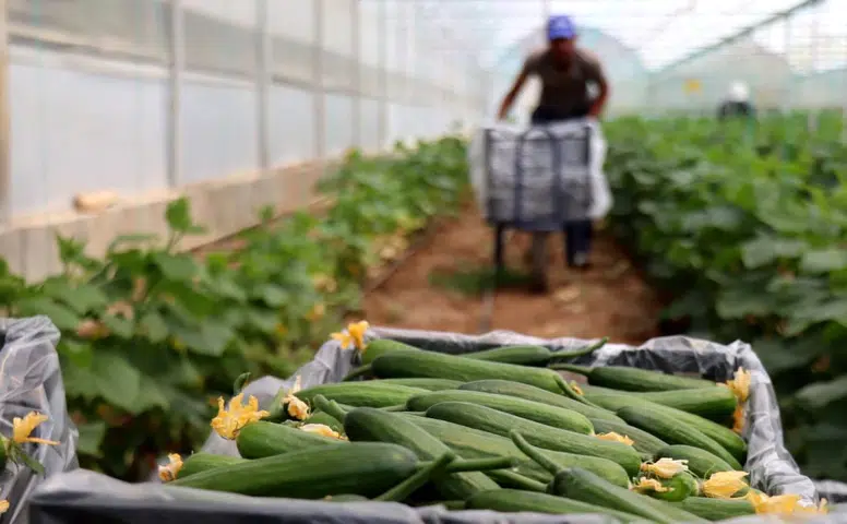 Konya'daki 42 bin kişiye set hediye edilecek: Sebze sezonu başlıyor