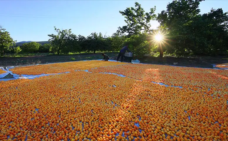 Konya'daki üniversite Malatya Kayısısı için harekete geçti